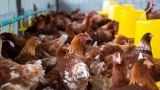 The world's largest poultry exporter can no longer ship products to the European Union